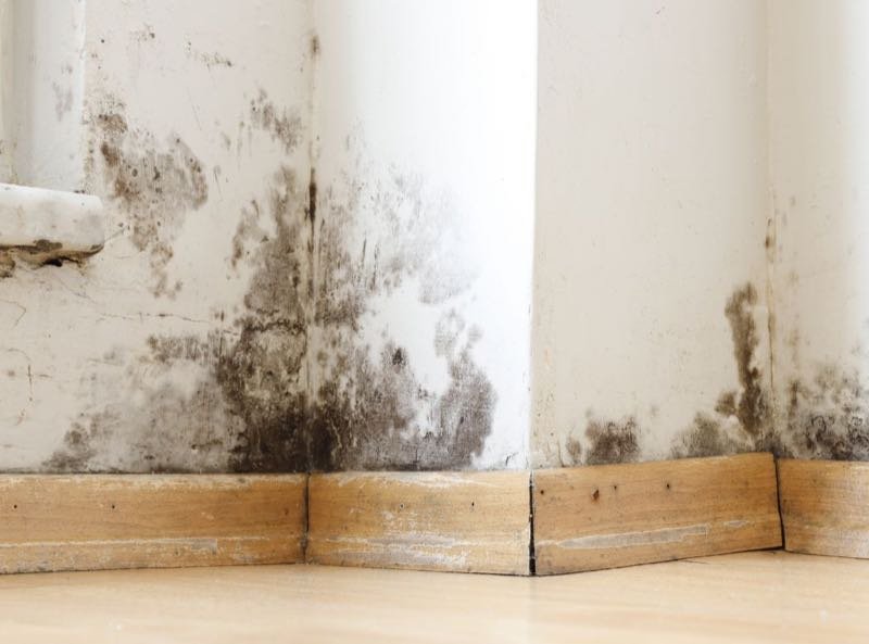 Wandsanierung nach Schimmelbefall