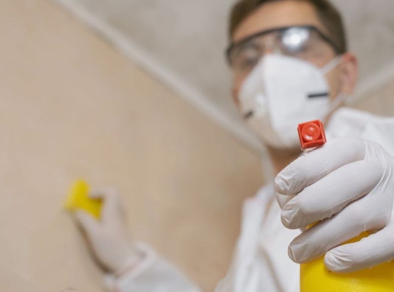 Professionelle Schimmelbehandlung